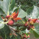 5 Pcs Seed Ficus Tree, Ficus rumphii Seeds