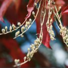 10 Pcs Seeds Sourwood, Oxydendron arboreum Seeds