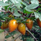 5 Pcs Seed Princess Persimmon, Diospyros Rhombifolia Seeds