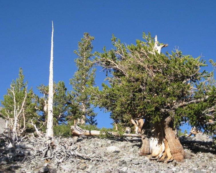 5 Pcs Seed Great Basin Bristlecone Pine, Pinus longaeva Seeds