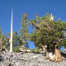 5 Pcs Seed Great Basin Bristlecone Pine, Pinus longaeva Seeds