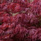 5 Pcs Seed Red Laceleaf Japanese Maple, Acer palmatum dissectum atropurpureum Seeds
