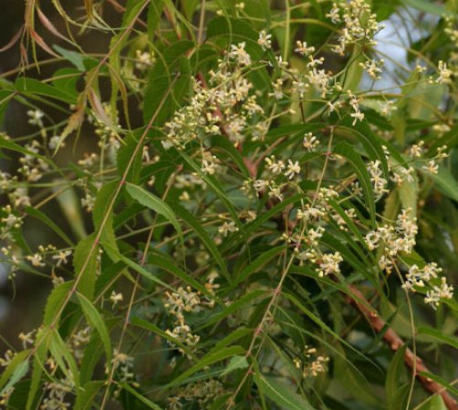 5 Pcs Seed Neem Tree, Azadirachta indica Seeds