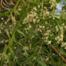 5 Pcs Seed Neem Tree, Azadirachta indica Seeds