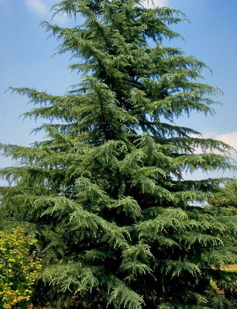 5 Pcs Seed  Deodar Cedar, Cedrus deodara Seeds