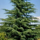 5 Pcs Seed  Deodar Cedar, Cedrus deodara Seeds