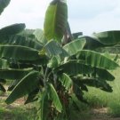 5 Pcs Seed Musa thomsonii, Musa Seeds