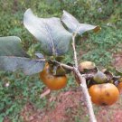 5 Pcs Seed Bombay Ebony, Diospyros montana Seeds