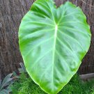 5 Pcs Seed Hitchhiker Elephant Ear, Remusatia vivipara Seeds