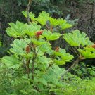 5 Pcs Seed Devil's Club, Oplopanax horridus Seeds