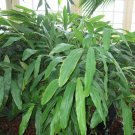 5 Pcs Seed Cardamom, Elettaria cardamomum Seeds