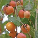 5 Pcs Seed American Persimmon, Diospyros virginiana Seeds