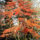 5 Pcs Seed Black Gum, Nyssa sylvatica Seeds