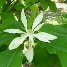 5 Pcs Seed Umbrella Magnolia Tree, Magnolia tripetala Seeds