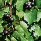 5 Pcs Seed Purple Muscadine Grape, Vitis rotundifolia Purple Seeds
