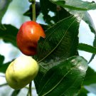 5 Pcs Seed Ziziphus mauritiana Plant Seed