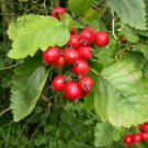10 Pcs Seed Cockspur Hawthorne, Crataegus crus galli Seeds
