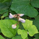 5 Pcs Seed Jicama, Pachyrhizus erosus Seeds