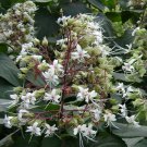 5 Pcs Seed Hill Glory Bower, Clerodendrum infortunatum Seeds