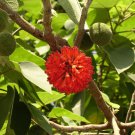 5 Pcs Seed Paper Mulberry, Brouossonetia papyrifera Seeds