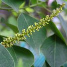 5 Pcs Seed Chinese Tallow Tree, Sapium sebiferum Seeds