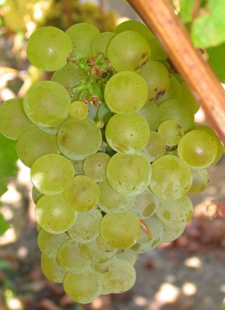 5 Pcs Seed Chardonnay Wine Grape, Vitis vinifera Chardonnay Seeds