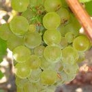 5 Pcs Seed Chardonnay Wine Grape, Vitis vinifera Chardonnay Seeds