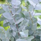 10 Pcs Seed Eucalyptus, Eucalyptus gunnii Seeds