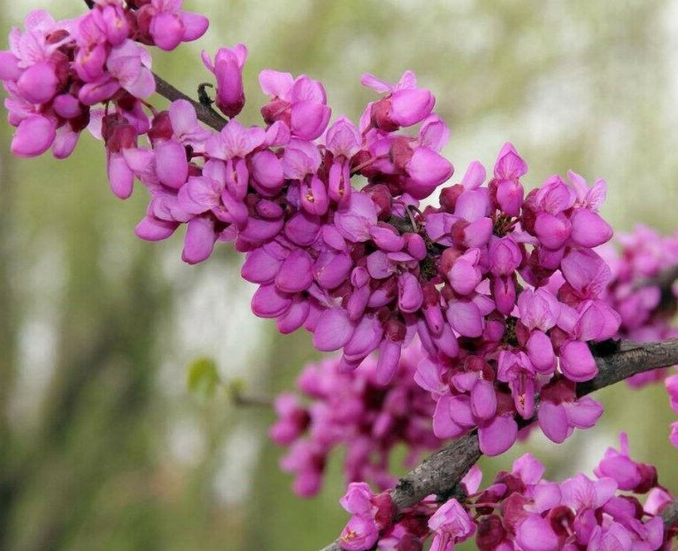 10 Pcs Seed Giant Redbud Tree, Cercis gigantea Seeds