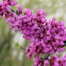 10 Pcs Seed Giant Redbud Tree, Cercis gigantea Seeds