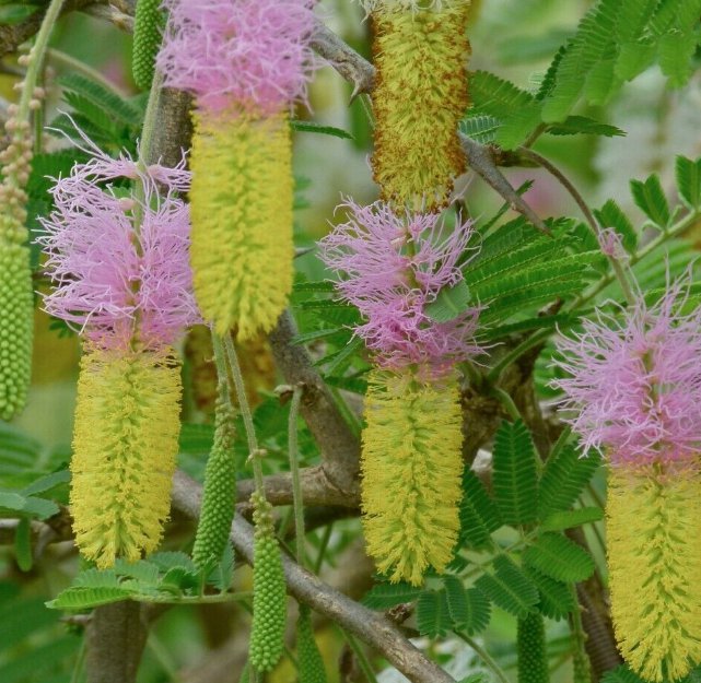 5 Pcs Seed Bell Mimosa, Dichrostachys cinerea Seeds