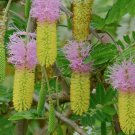 5 Pcs Seed Bell Mimosa, Dichrostachys cinerea Seeds