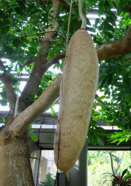 5 Pcs Seed Sausage Tree, Kigelia pinnata Seeds