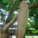 5 Pcs Seed Sausage Tree, Kigelia pinnata Seeds