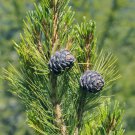 5 Pcs Seed Swiss Stone Pine, Pinus cembra Seeds