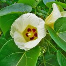 5 Pcs Seed Portia Tree, Thespesia populnea Seeds
