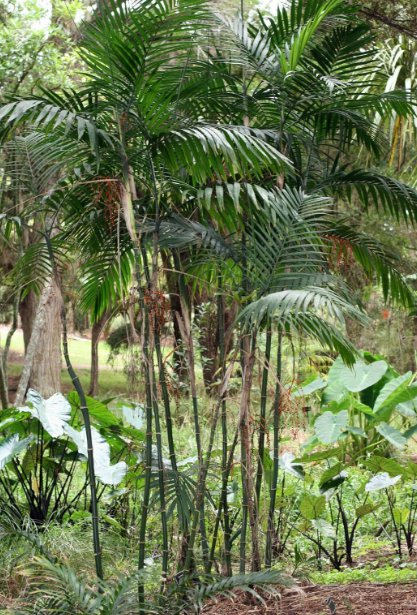 5 Pcs Seed Bamboo Palm, Chamadorea seifrizii Seeds