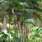 5 Pcs Seed Bamboo Palm, Chamadorea seifrizii Seeds