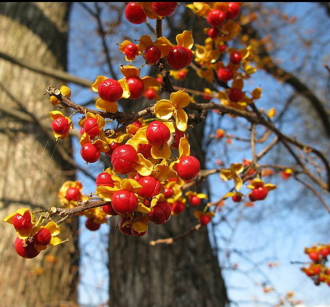 5 Pcs Seed Bittersweet Vine, Celastrus orbiculatus Seeds
