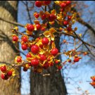5 Pcs Seed Bittersweet Vine, Celastrus orbiculatus Seeds