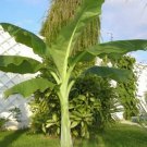 5 Pcs Seed Snow Banana, Ensete glaucum Seeds