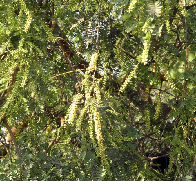5 Pcs Seed Khari Tree, Prosopis cineraria Seeds