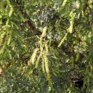 5 Pcs Seed Khari Tree, Prosopis cineraria Seeds