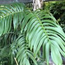 5 Pcs Seed Rhaphidophora decurvisa Plant Seed for Planting