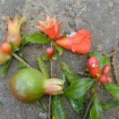 5 Pcs Seed Dwarf Pomegranate, Punica granatum Nana Seeds