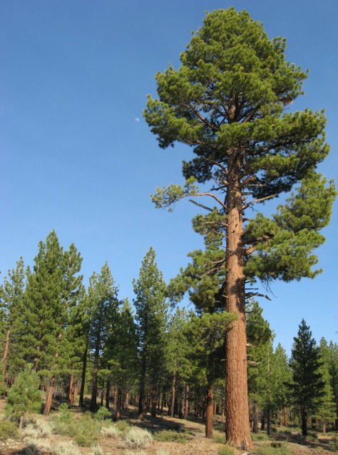 5 Pcs Seed Jeffrey Pine, Pinus jeffreyi Seeds