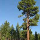 5 Pcs Seed Jeffrey Pine, Pinus jeffreyi Seeds