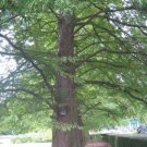 5 Pcs Seed Bald Cypress, Taxodium distichum Seeds