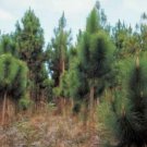 5 Pcs Seed Yunnan Pine, Pinus yunnanensis Seeds