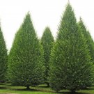 5 Pcs Seed Upright European Hornbeam Tree, Carpinus betulus Fastigiata Seeds